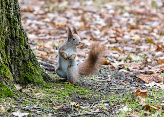 funny little squirrel standing near tree in autumnal park and searching for food