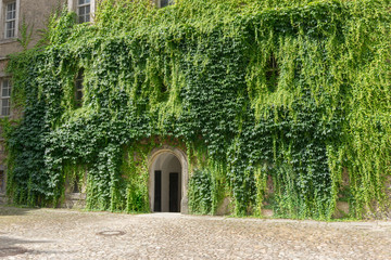 wall of wolfsburg castle overgrown with ivy