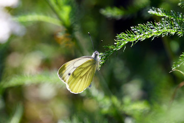 butterfly