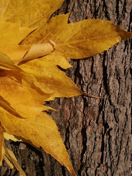automne feuille jaune et bois