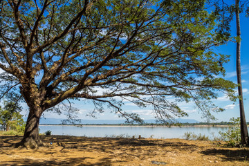 Laos - Baum beim Wat Phou