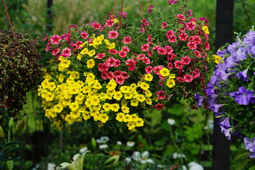 Obraz premium flower bed