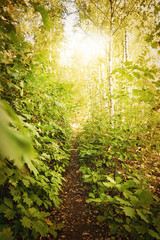 Sonne leuchtet in den Wald