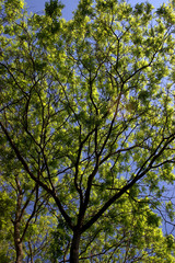 Frühlingsbaum.
Frisches grün am Baum
