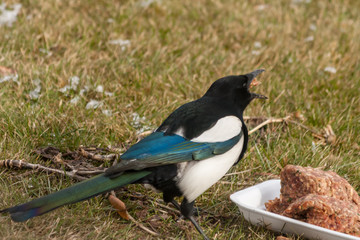 a glutton magpie bird eating meatballs