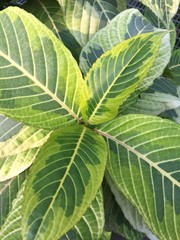 Close up background picture of dark and bright green foliage