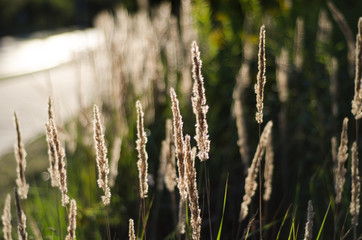 Fototapeta premium Summer