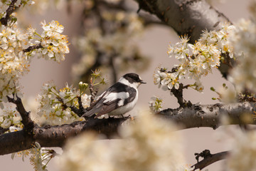 alone black and white bird in spring branch 'paridae'