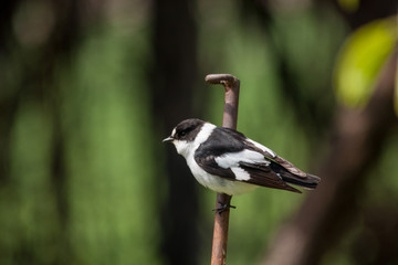 alone black and white bird in spring branch 'paridae'