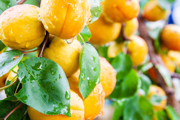 Ripe fresh organic apricots with water drops on a tree branch. Closeup, selective focus