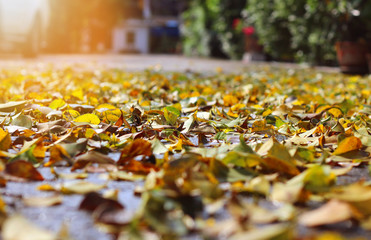 fallen autumn leaves on ground with old broom and sun flare
