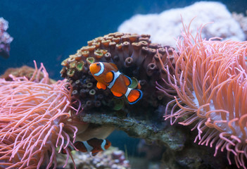 Clown fish and Sea Anemone and in aquarium. Marine life.