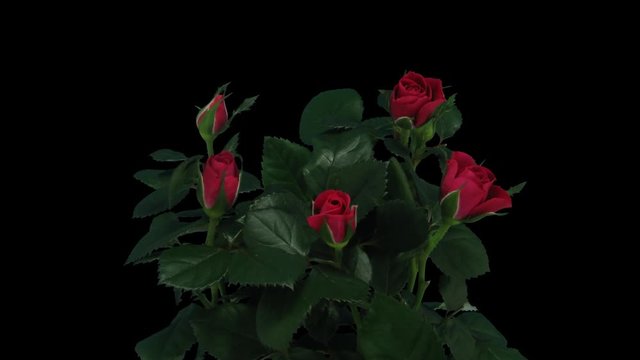 Time-lapse of opening red roses bouquet 1b1 in PNG+ format with ALPHA transparency channel isolated on black background
