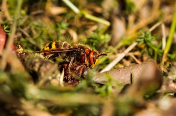Hornisse am Boden im Naturschutzgebiet Niedermoorwiesen in Berlin 