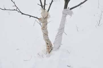 Protecting Fruit Trees from Animal Damage in Winter. Preventing and Repairing Animal Damage to Trees © bildlove