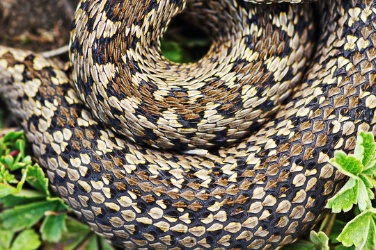 detail of meadow viper pattern