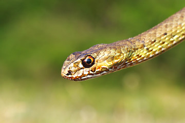 Malpolon insignitus, detail of head