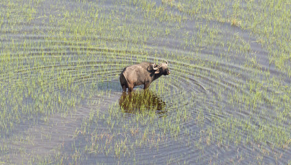 Water buffalo in the Okavango delta