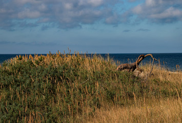 Holzwurzel auf einer Düne an der Ostsee,