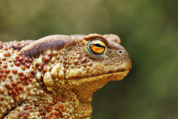 portrait of large common brown toad