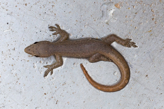 Tiny Lizard In A Metal Sink