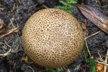 Close up of a brown puffball mushroom in the forest