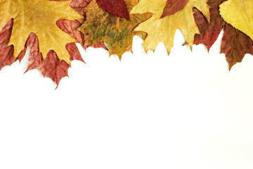 Colorful autumn leaves isoled on a white background 