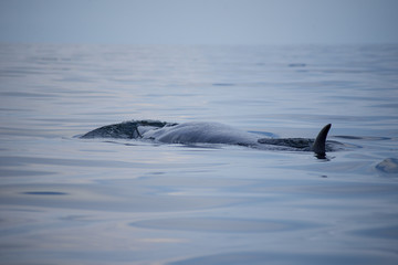 Bryde's whale shot in Gulf of Thailand.