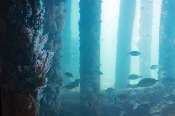Views from the Underwater Observatory, Busselton Jetty, WA, Australia