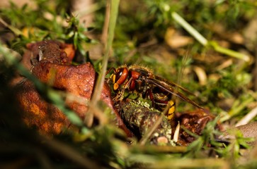 Naklejka premium Hornisse im Naturschutzgebiet Niedermoorwiesen in Berlin 