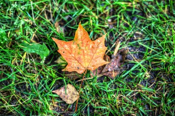 Autumn leaf on a green grass