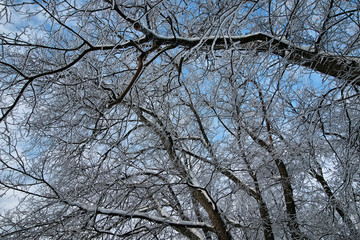 winter snow covered tree branches