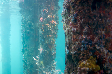 Views from the Underwater Observatory, Busselton Jetty, WA, Australia