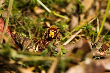 Hornisse auf einer Wiese im Naturschutzgebiet Niedermoorwiesen in Berlin 