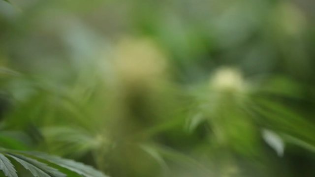 marijuana flower blooming medical cannabis plant
