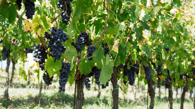 Bunch of ripe red wine grapes on vine. Tuscany, Italy