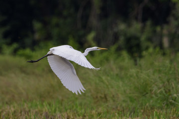 Image of Great Egret(Ardea alba) flying on the natural background. Heron, White Birds, Animal.