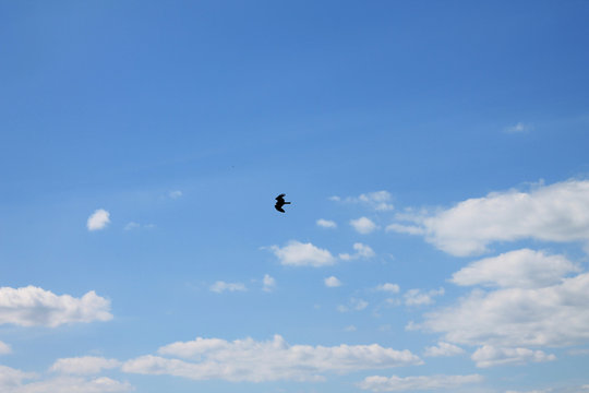 eagl in the sky