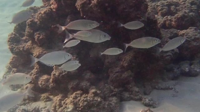 the saddled seabream, also called the saddle bream or oblade, is a species of fish of the family Sparidae. It is monotypic in the genus Oblada.