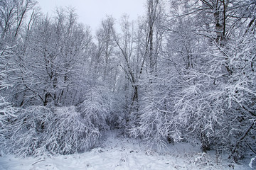 winter forest covered snow