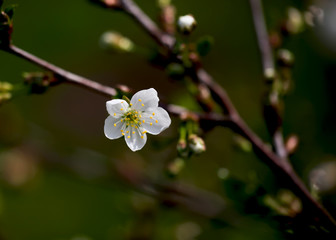Fresh white cherry flowers on a blurred green garden background. Blossoming cherry close-up.