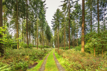 Beautiful forest landscape at sunrise in Eifel Germany with unpaved walkway between woods with spruce and Douglas fir with undergrowth of various wild plant species