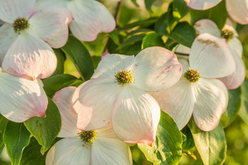 Naklejka premium Closeup of flowers soft old pink edges of Cornus kousa variety Stellar Pink