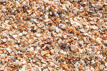 seashell texture, beach background, summer tourist concept