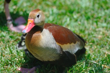 Black bellied whistling duck (dendrocygna autumnalis)