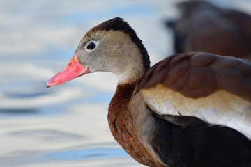 Side view of a black bellied whistling duck (dendrocygna autumnalis) standing by the water