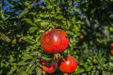 Obraz premium Red Pomegranate on tree with green leaves 