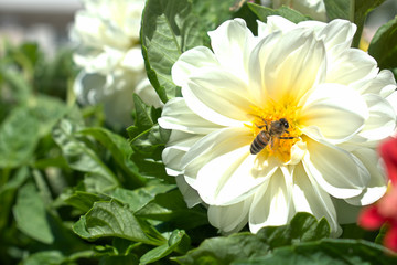 bee on a white flower