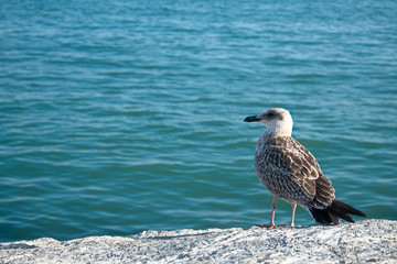 seagull on the beach