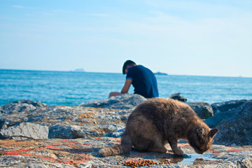 Cat and a man in the seashore